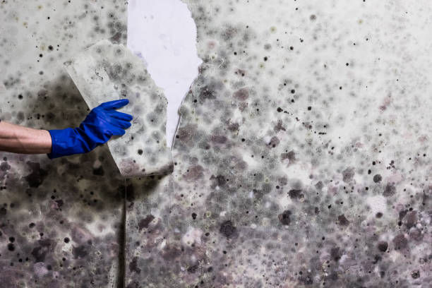Best Toxic Mold Removal  in East Providence, RI